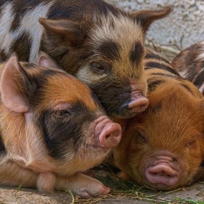 Inseminación Artificial en Cerdos